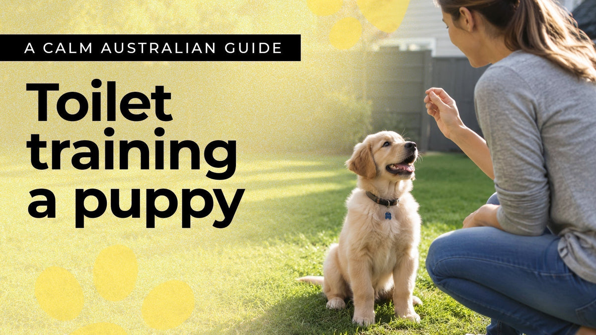 How to Toilet Train a Puppy: A Calm, Step-by-Step Australian Guide