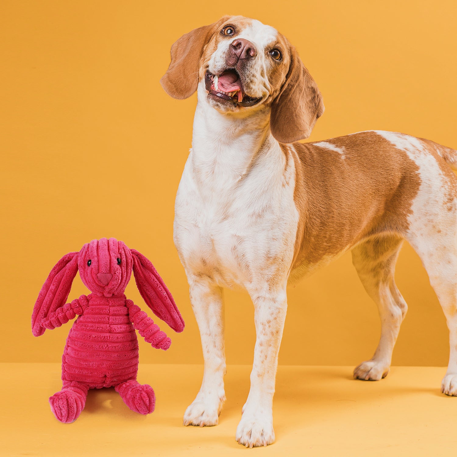 Squeaky Pet Toy - Pet Supplies Australia