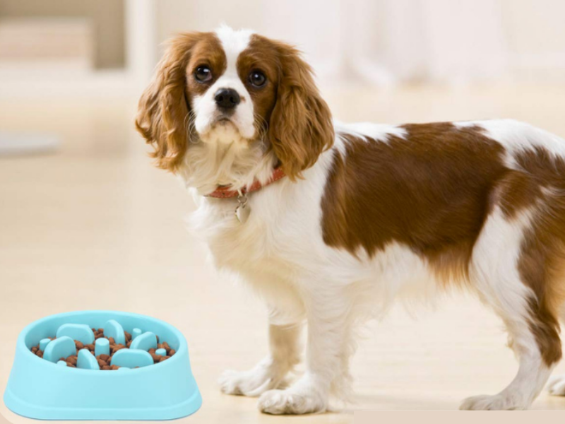 Pets Slow Feeder Dog Bowl - Pet Supplies Australia