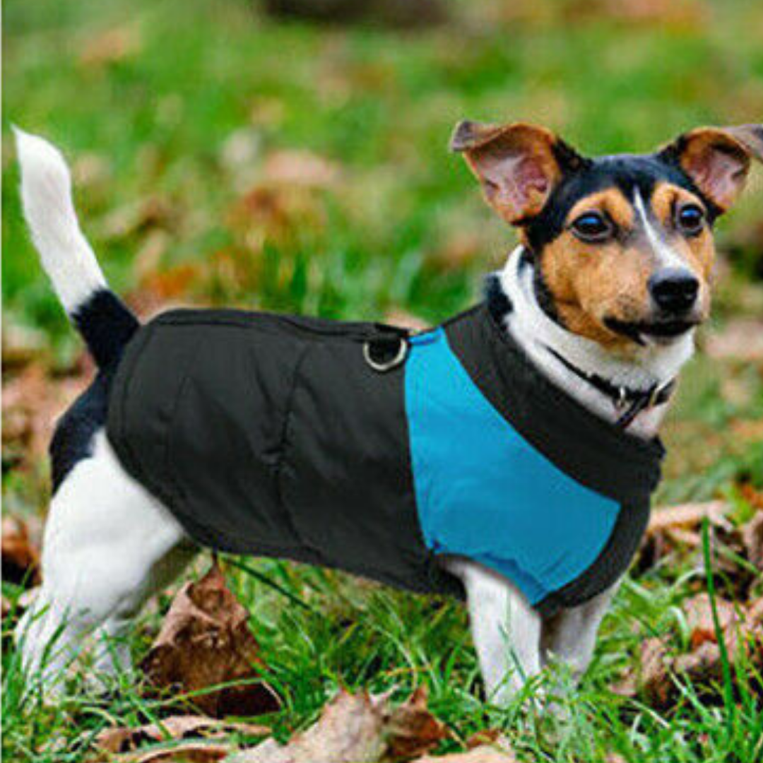 Waterproof Winter Dog Jacket - Pet Supplies Australia