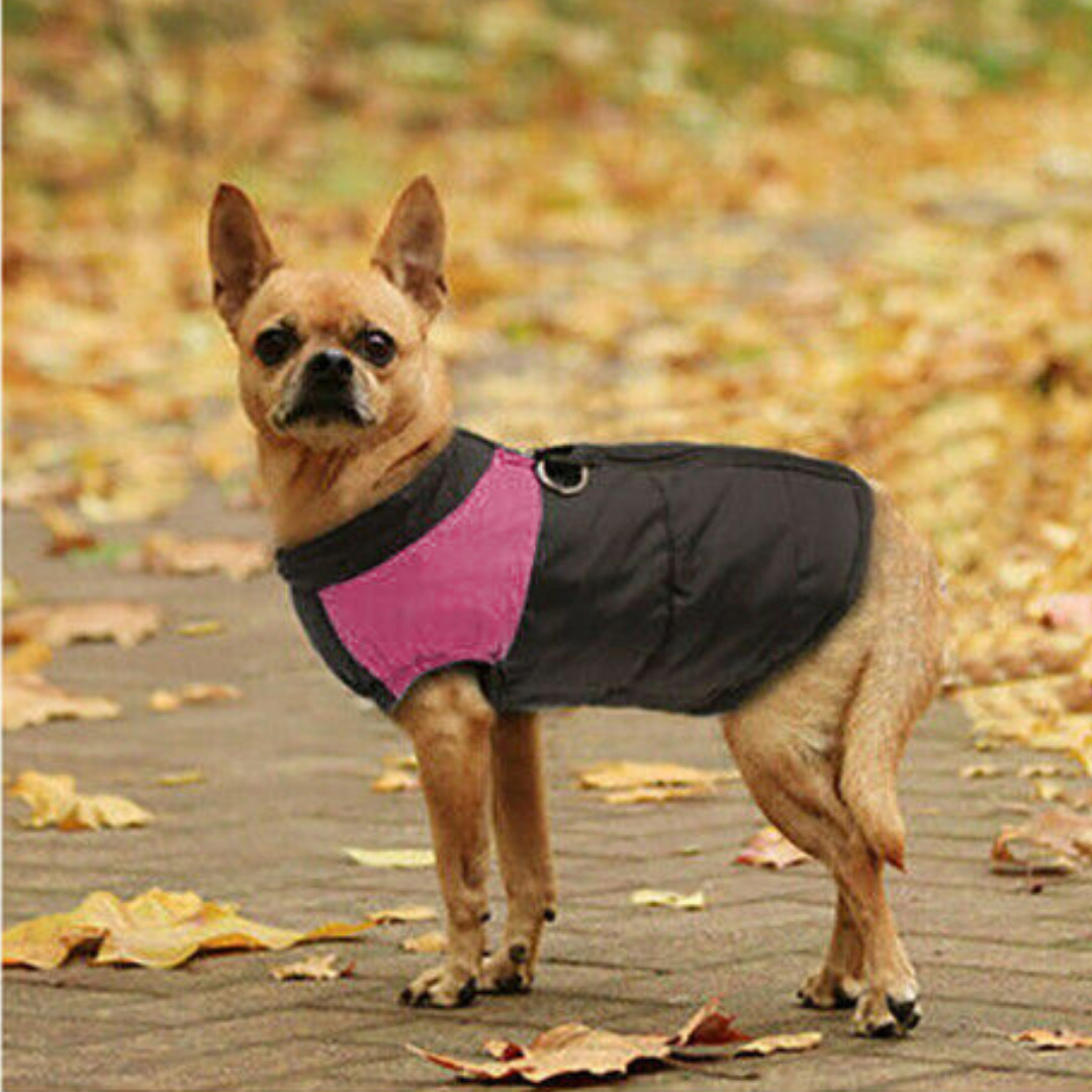 Waterproof Winter Dog Jacket - Pet Supplies Australia