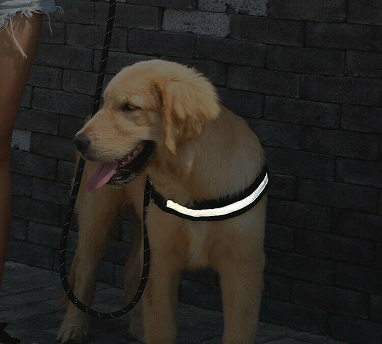 Safety No Pull Dog Harness - Pet Supplies Australia