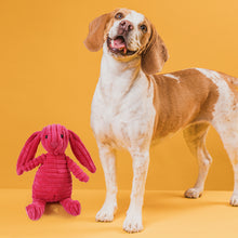 Load image into Gallery viewer, Squeaky Pet Toy - Pet Supplies Australia
