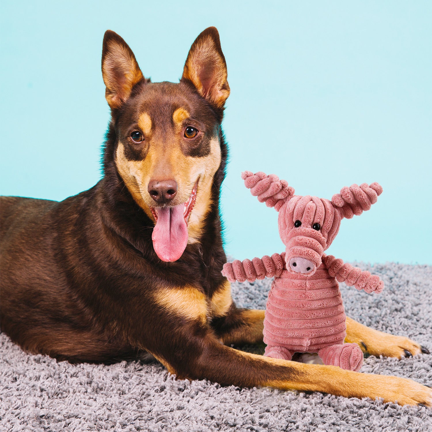 Squeaky Pet Toy - Pet Supplies Australia