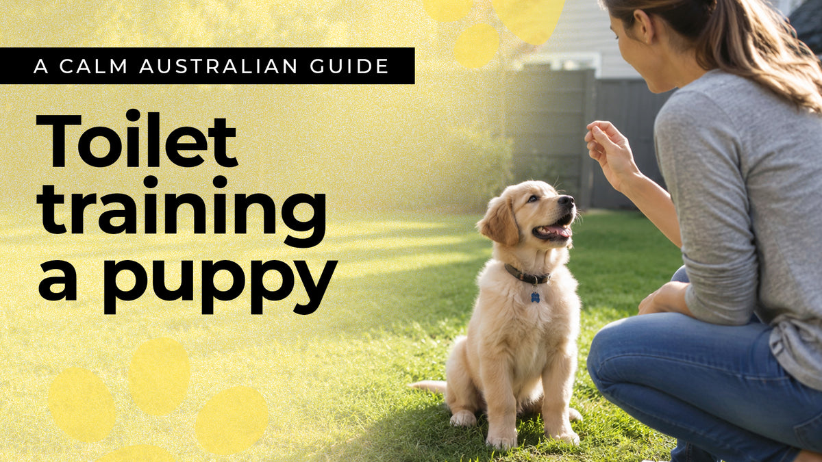 How to Toilet Train a Puppy: A Calm, Step-by-Step Australian Guide