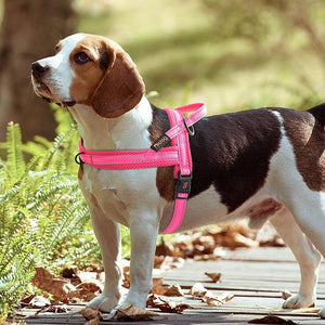 Personalised Embroidered Dog Harness - Pet Supplies Australia