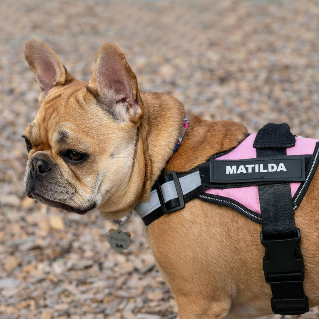Safety No Pull Dog Harness - Pet Supplies Australia