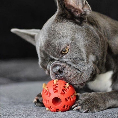 Teeth Cleaning Dog Chew Treat Ball - Pet Supplies Australia