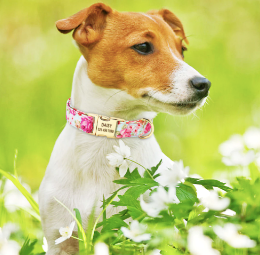 Personalised Dog Collar - FREE ENGRAVING - Pet Supplies Australia