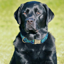 Load image into Gallery viewer, Personalised Dog Collar - FREE ENGRAVING - Pet Supplies Australia
