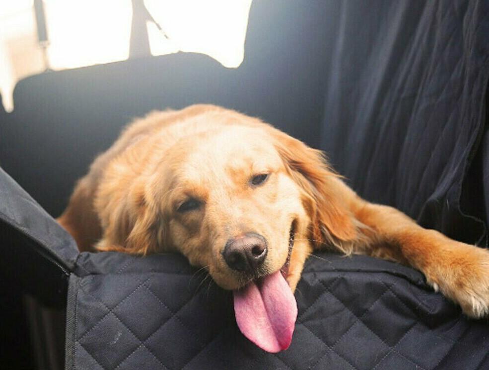 Golden retriever resting chin on black quilted pet car seat cover edge